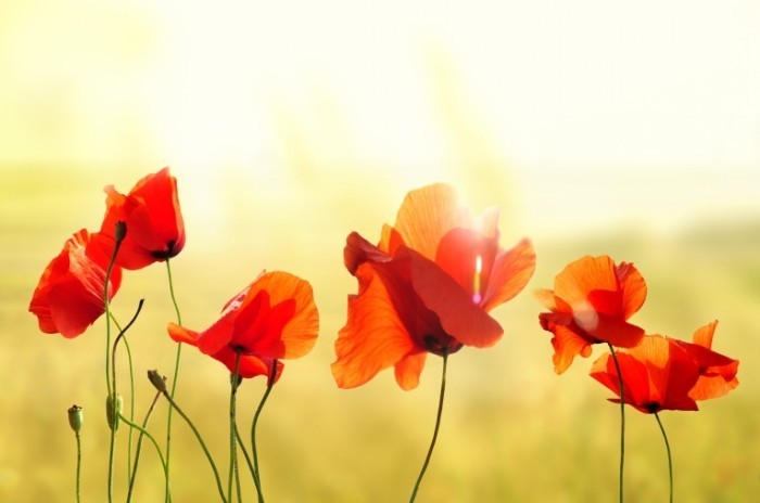 shutterstock 113848411 700x464 Красные маки   Red poppies