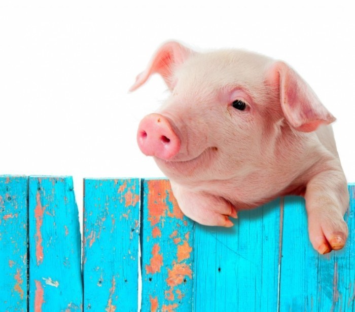 shutterstock 130256660 700x616 Свинья на заборе   Pig on the fence