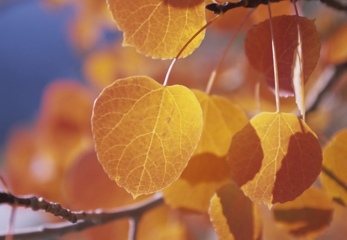 shutterstock 50043 700x484 Желтые листья   Yellow leaves