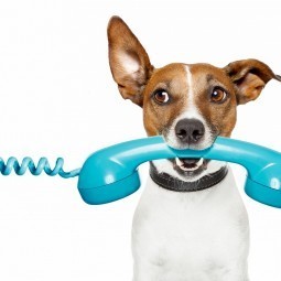 Собака с телефонной трубкой - Dog with handset