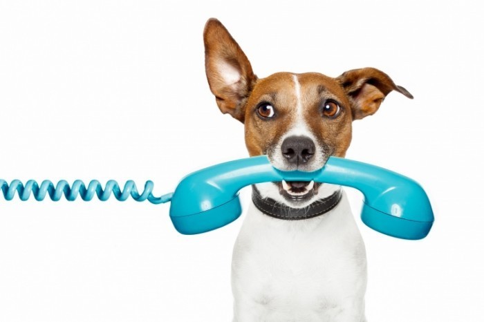 shutterstock 99379946 700x466 Собака с телефонной трубкой   Dog with handset