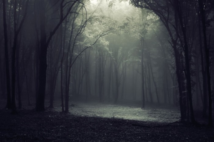 Fotolia 18166533 Subscription L 700x464 Мрачный лес   Gloomy forest