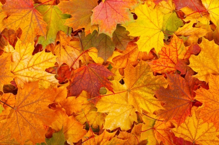 Fotolia 57303409 Subscription Monthly M 700x465 Листья клена   Maple Leaves