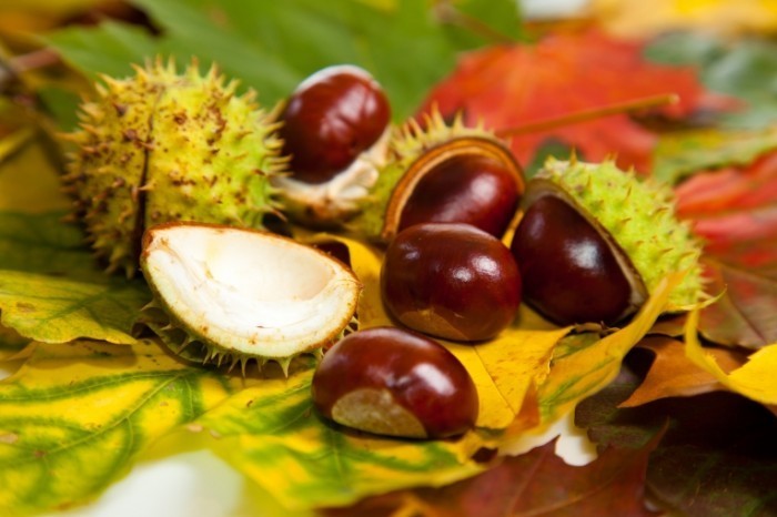 chestnuts conkers 700x466 Каштаны   Chestnuts