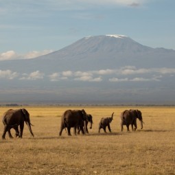 Слоны - Elephants