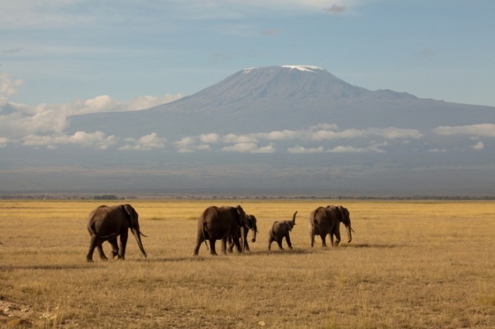 fotolia 23392513 m 700x465 Слоны   Elephants