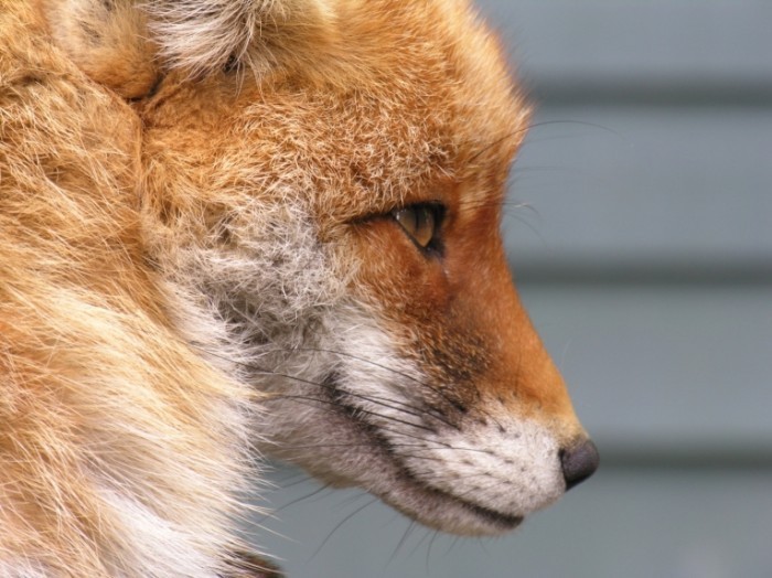 fotolia 493845renardIIIprofil 700x524 Лиса   Fox