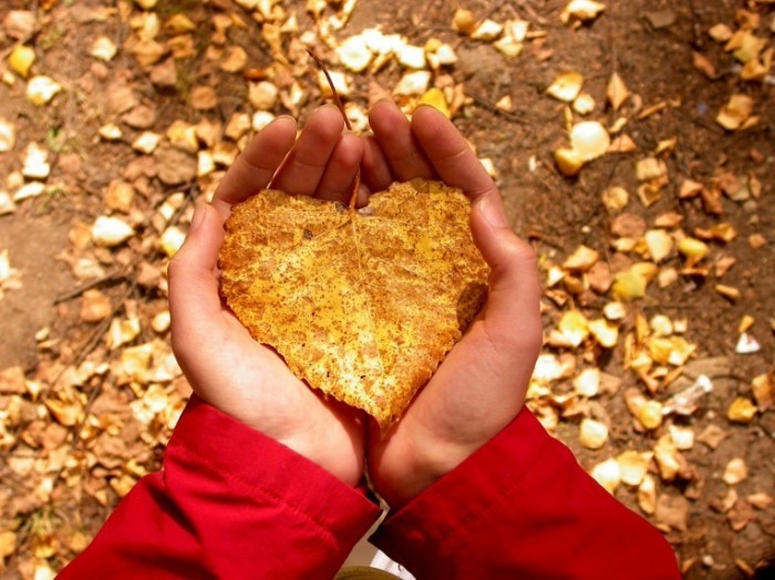 heartshapedleaf 700x524 Лист в руках   Leaf in hand