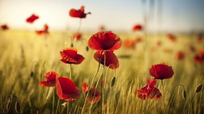 istock 000023742006large.jpg  1920x1080 q85 crop 700x393 Маки в поле   Poppies in the field