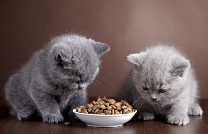 photodune 4536465 700x452 Котята с кормом   Kitten with food