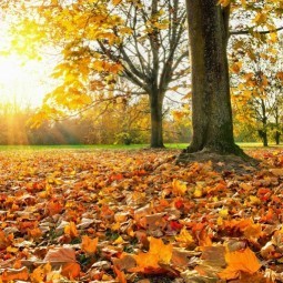 Осенний парк - Autumn Park