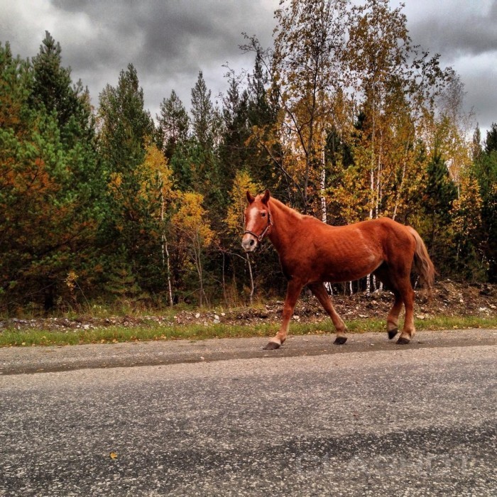 thumb w1200 1 700x700 Лошадь   Horse