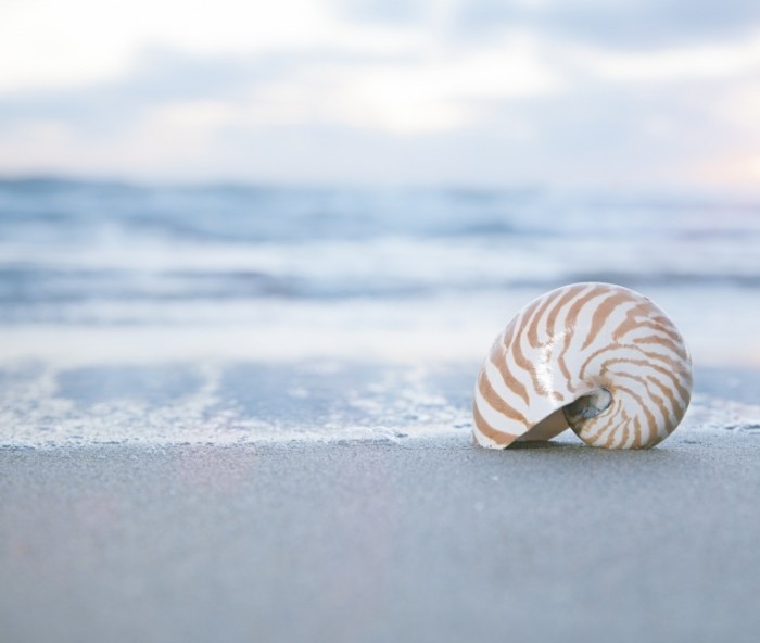 Dollarphotoclub 56094047 6 700x592 Ракушка   Shell