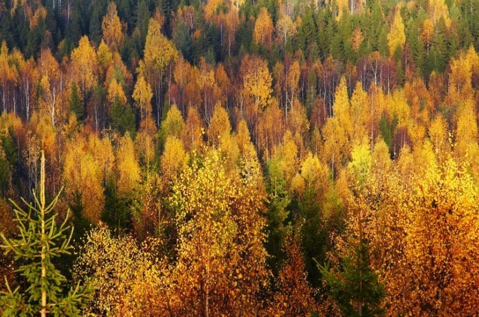 Fotolia 692500 Subscription XL 700x464 Деревья в лесу   Trees in the forest