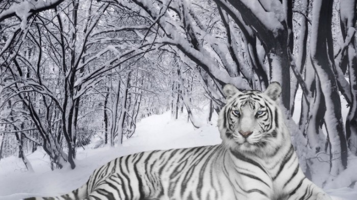 25217 snow tiger in snow 700x393 Тигр в снегу   Tiger in the snow