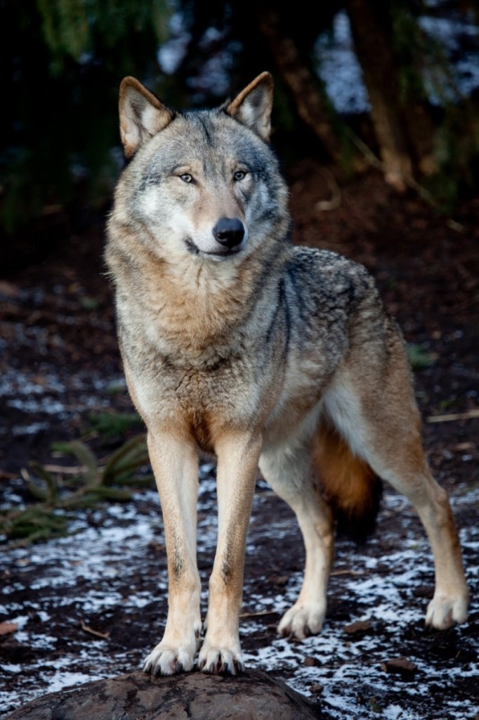 Fotolia 11780276 Subscription XXL 682x1024 Волк   Wolf