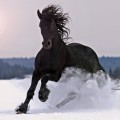 Черная лошадь - Black Horse