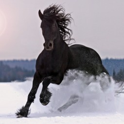 Черная лошадь - Black Horse