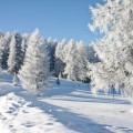 Деревья в снегу - Trees in the snow