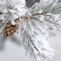 Заснеженная ветка - Snow-covered branch