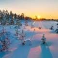 Заснеженный лес в закат - Snowy forest in the sunset