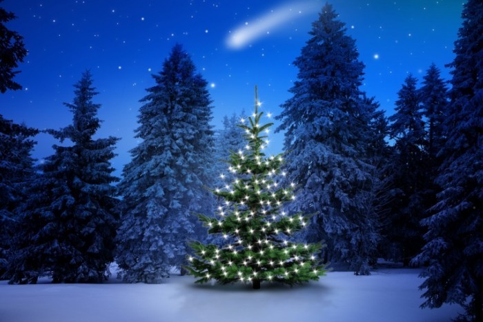 Fotolia 56950958 Subscription Monthly M 700x467 Рождественские елки   Christmas Trees