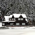 Дом среди елок - House among the trees