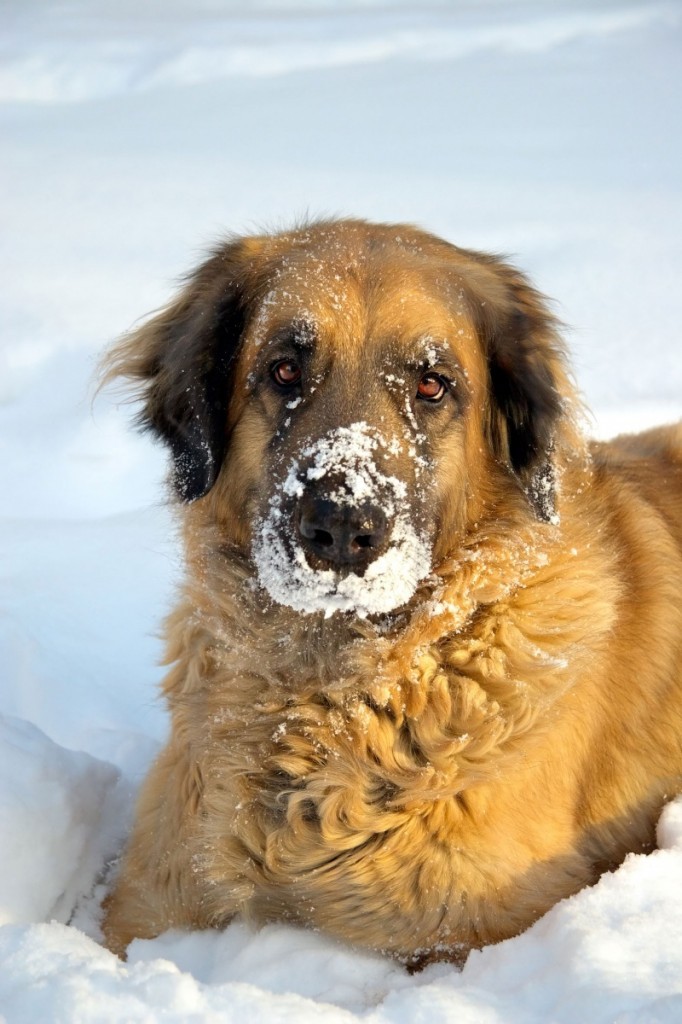 Snow Dog 682x1024 Собака в снегу   Dog in the snow