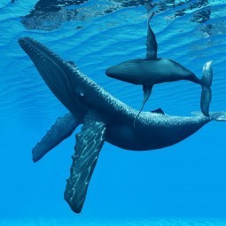 Акулы под водой - Sharks under the water