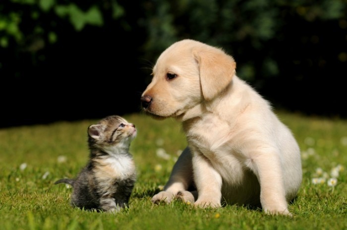 fotolia 38411802 m 700x464 Собака и кошка   Dog and cat