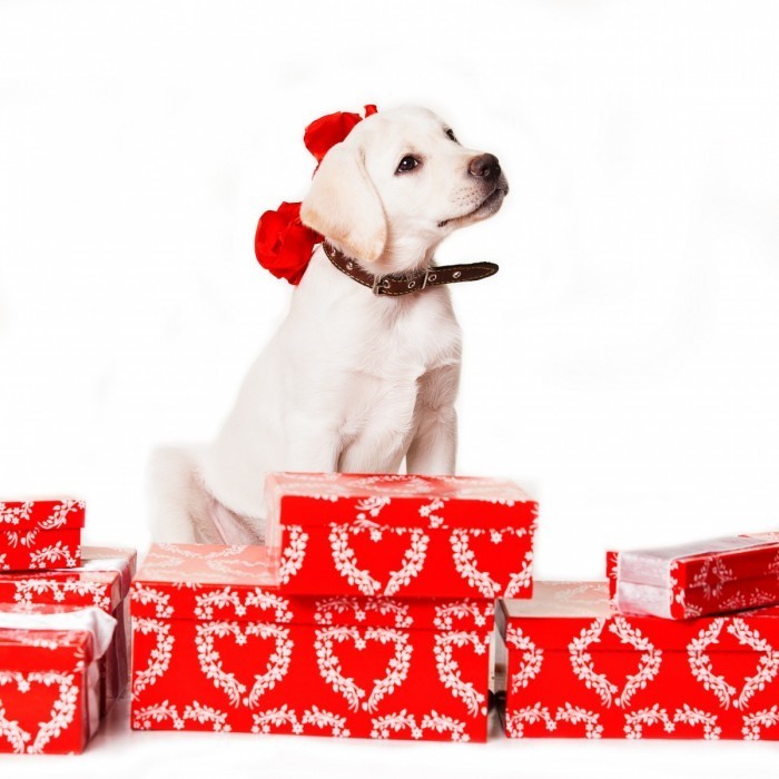 shutterstock 165135905 700x700 Собака на подарках   Dog on gifts