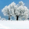 Заснеженные деревья - Snow-covered trees