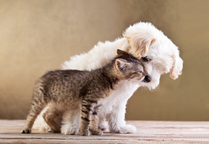 Dollarphotoclub 42908002 700x481 Кот и собака   Cat and dog