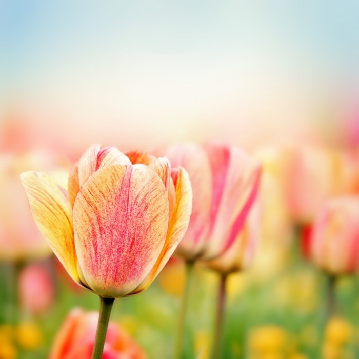 Dollarphotoclub 61798468 700x700 Тюльпаны   Tulips