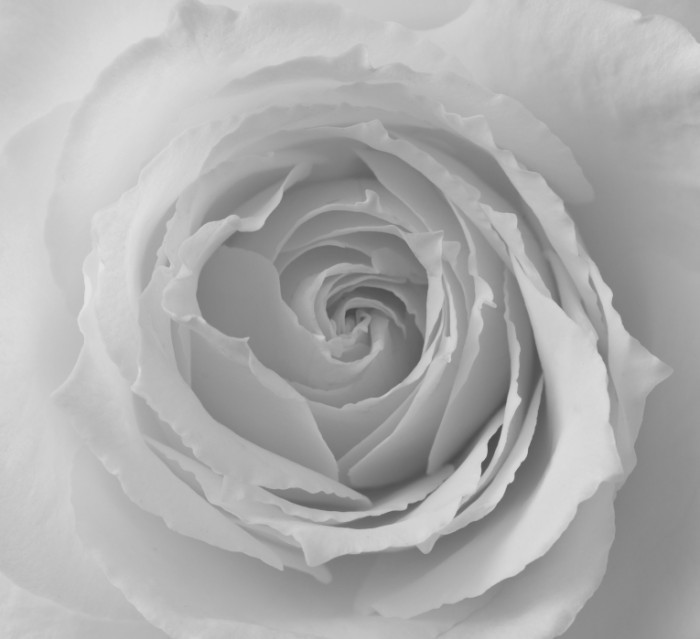 dollarphotoclub 66040356 700x639 Белая роза   White rose