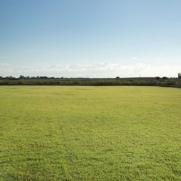 Зеленое поле - Green field