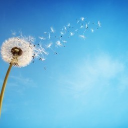 Одуванчик на фоне небо - Dandelion against the sky