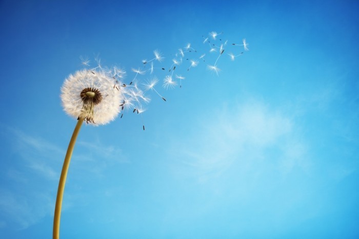 Dollarphotoclub 64378049 700x466 Одуванчик на фоне небо   Dandelion against the sky