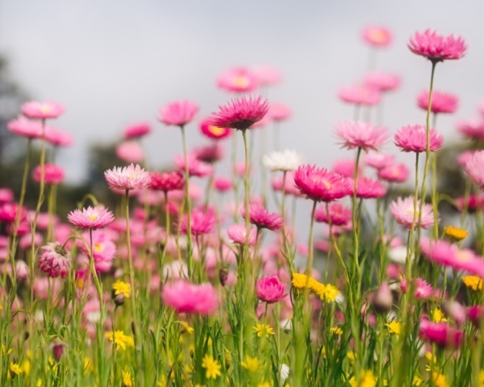 Angela Lumsden 1400 700x560 Цветы в поле   Flowers in a field