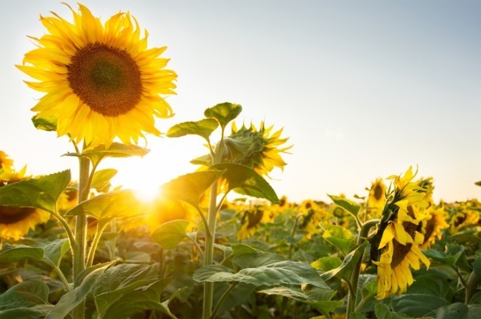 INBV Sunflowers 1 shutterstock 700x464 Подсолнухи   Sunflowers