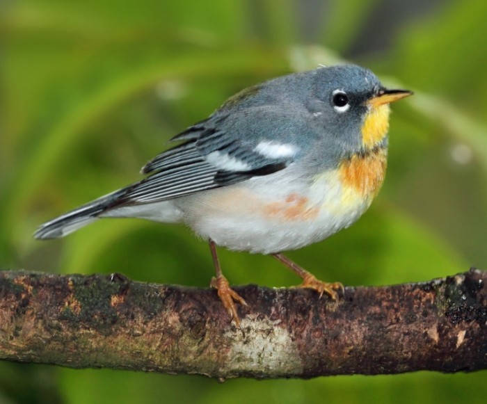 Warbler Northern Parula 700x581 Птичка   Birdie