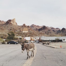 Осел на дороге - Donkey on the road