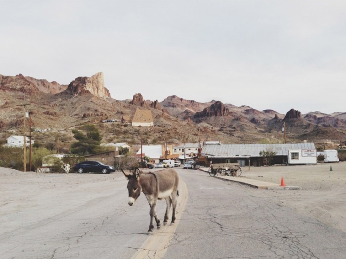 boro russ 700x525 Осел на дороге   Donkey on the road