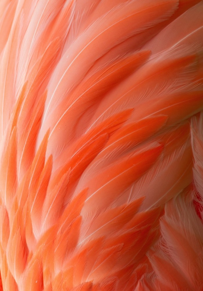 flamingo shutterstock 218620471 700x1001 Перья фламинго   Flamingo feathers