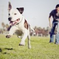 Мужчина с собакой на поле - Man with the dog on the field