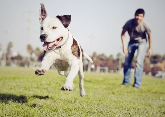 iStock 000023024780Large copy 700x499 Мужчина с собакой на поле   Man with the dog on the field