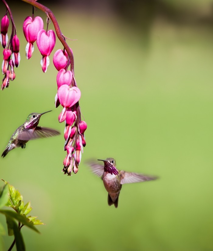 shutterstock 119152141 700x825 Птички вокруг ветки   Birds around the branch