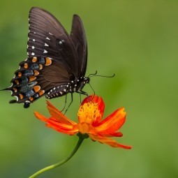 Бабочка на цветке - Butterfly on a flower