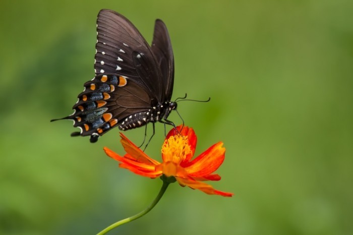 shutterstock 130113401 700x466 Бабочка на цветке   Butterfly on a flower