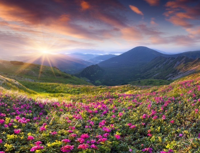 shutterstock 175995260 700x538 Долина с цветами   Valley flowers